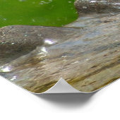 American Robin Print Poster (Ecke)