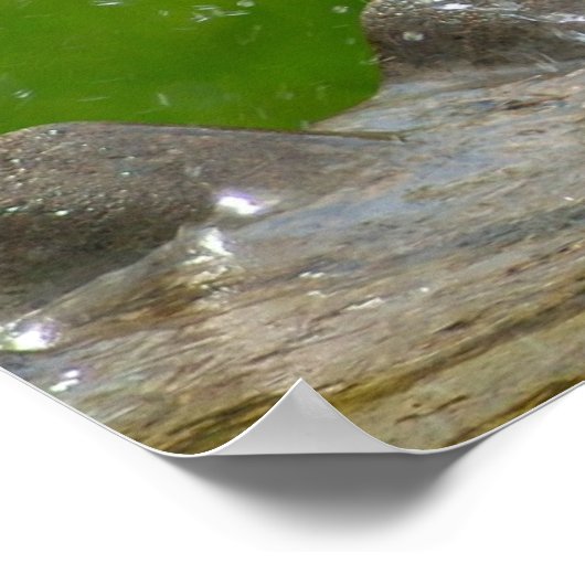 American Robin Print Poster (Ecke)