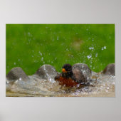 American Robin Print Poster (Vorne)