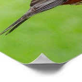 American Robin Print Poster (Ecke)