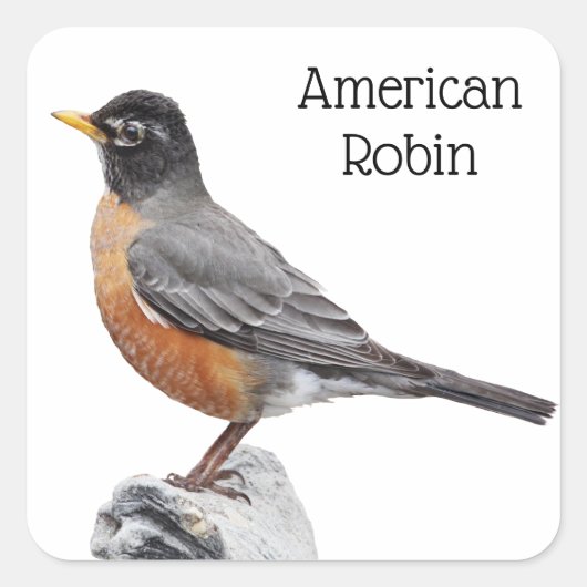 American Robin Quadratischer Aufkleber (Vorderseite)