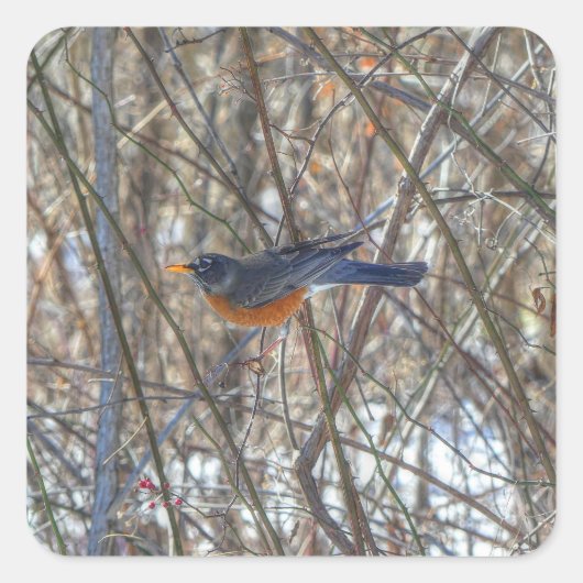 American Robin Quadratischer Aufkleber (Vorderseite)