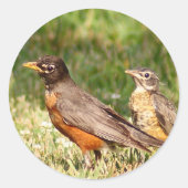 American Robin Runder Aufkleber (Vorderseite)