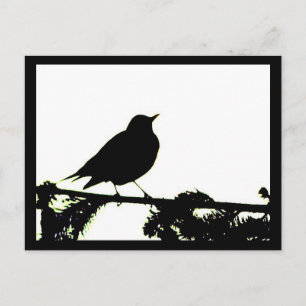 American Robin Silhouette Postcard Postkarte