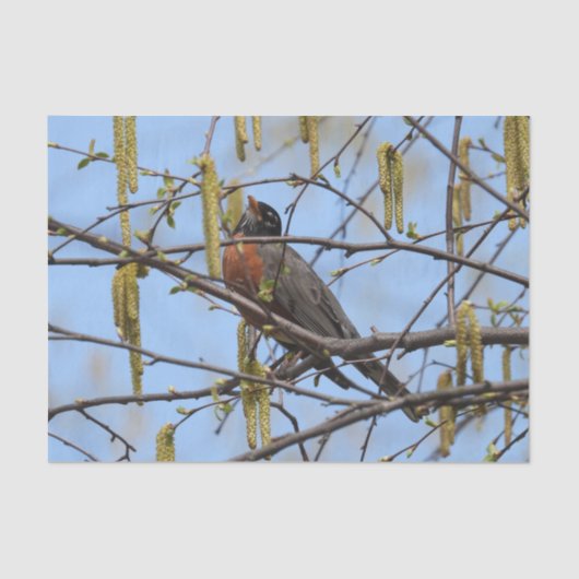 American Robin Spring Blossoms Catkins Seidenpapier (Vorderseite)