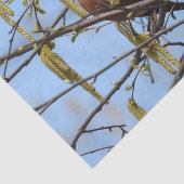 American Robin Spring Blossoms Catkins Seidenpapier (Ausschnitt)