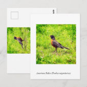 American Robin (Turdus migratorius) Postkarte (Vorne/Hinten)