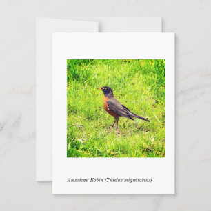 American Robin (Turdus migratorius) Postkarte