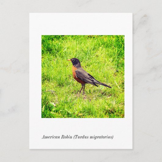American Robin (Turdus migratorius) Postkarte (Vorderseite)