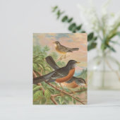 American Robin Vintag Bird Illustration Postkarte (Stehend Vorderseite)