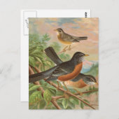 American Robin Vintag Bird Illustration Postkarte (Vorne/Hinten)