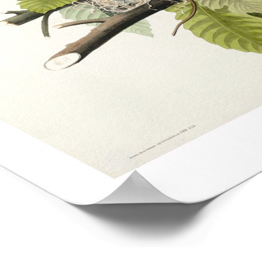 American Robin von Audubon Poster (Ecke)