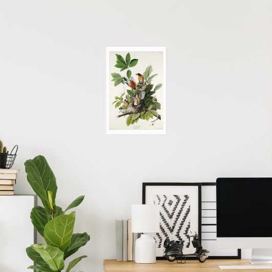 American Robin von Audubon Poster (Heimbüro)