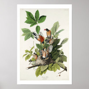 American Robin von Audubon Poster