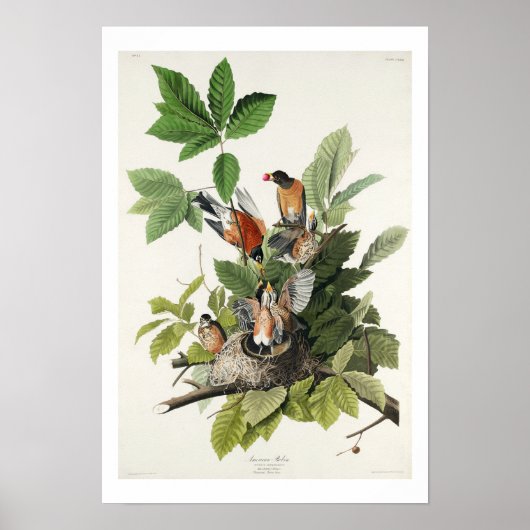 American Robin von Audubon Poster (Vorne)
