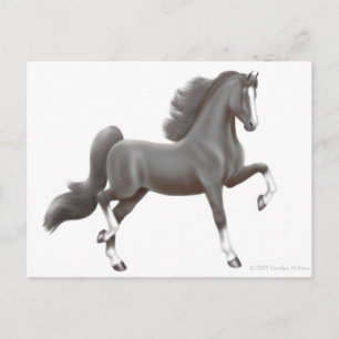American Saddlebred Horse Postcard Postkarte