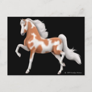 American Saddlebred Pinto Postcard Postkarte