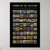 "American Salticids" Springing Spider Faces Poster (Vorne)