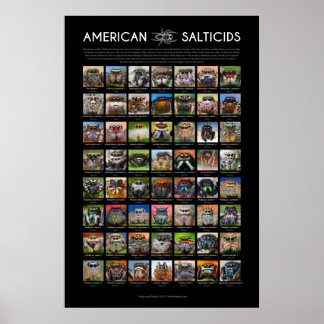 "American Salticids" Springing Spider Faces Poster