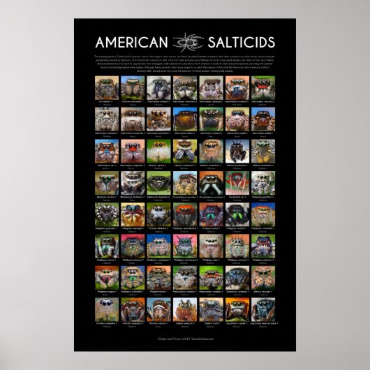 "American Salticids" Springing Spider Faces Poster (Vorne)