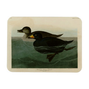 American Scoter Duck - Audubons Vögel in Amerika Magnet
