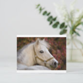 American Shetland Postkarte (Stehend Vorderseite)