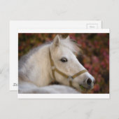 American Shetland Postkarte (Vorne/Hinten)