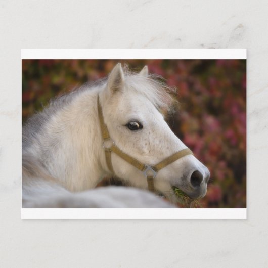 American Shetland Postkarte (Vorderseite)