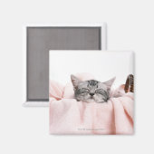 American Shorthair 10 Magnet (Vorderseite/Rückseite)