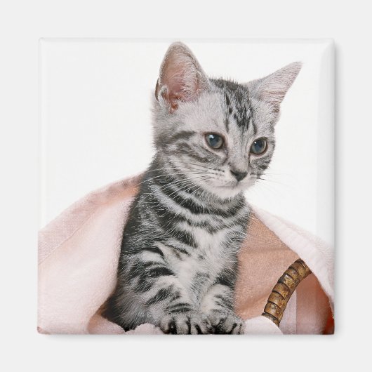 American Shorthair 2 Magnet (Vorne)