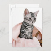American Shorthair 2 Postkarte (Vorne/Hinten)
