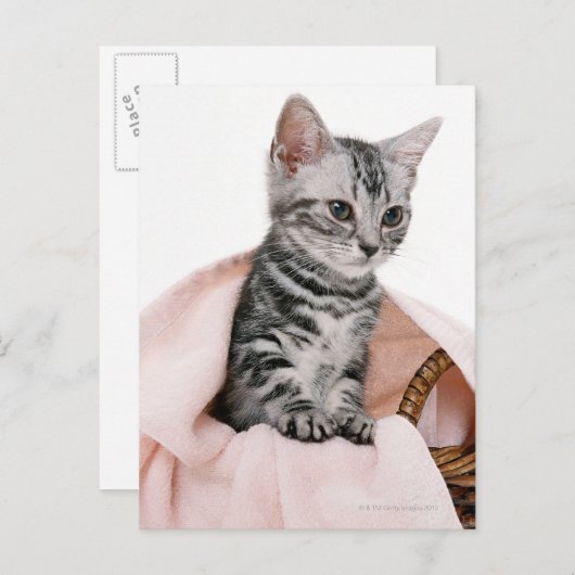 American Shorthair 2 Postkarte (Vorne/Hinten)