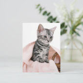 American Shorthair 2 Postkarte (Stehend Vorderseite)