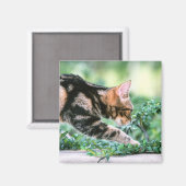 American Shorthair 7 Magnet (Vorderseite/Rückseite)