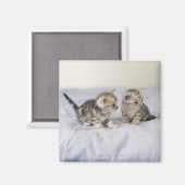 American Shorthair 7 Magnet (Vorderseite/Rückseite)