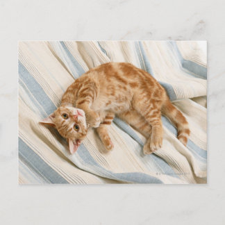 American Shorthair 8 Postkarte