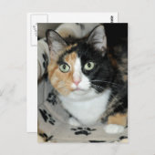 American Shorthair Calico Shelter Cat Postkarten (Vorne/Hinten)