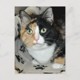 American Shorthair Calico Shelter Cat Postkarten
