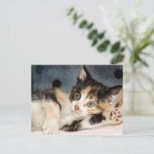 American Shorthair Calico Shelter Kitten Postkarte (Stehend Vorderseite)