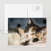 American Shorthair Calico Shelter Kitten Postkarte (Vorne/Hinten)