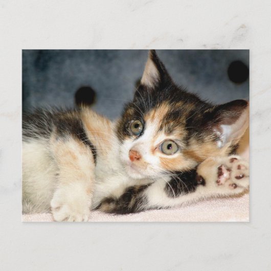American Shorthair Calico Shelter Kitten Postkarte (Vorderseite)