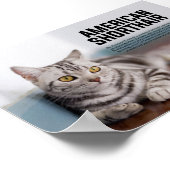 American Shorthair Cat Breed Poster (Ecke)