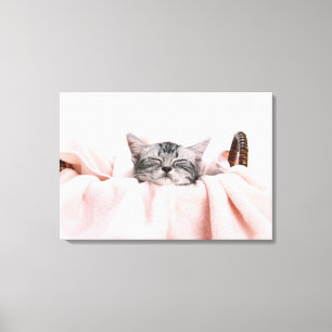 American Shorthair Cat Leinwanddruck
