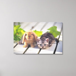 American Shorthair; ist die beliebteste und belieb Leinwanddruck