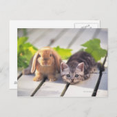 American Shorthair; ist die beliebteste und belieb Postkarte (Vorne/Hinten)
