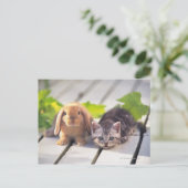 American Shorthair; ist die beliebteste und belieb Postkarte (Stehend Vorderseite)