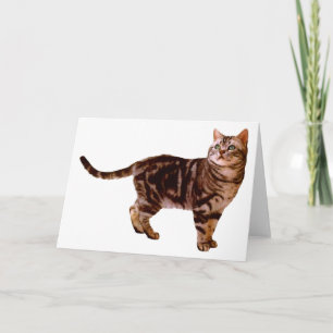 American Shorthair Karte