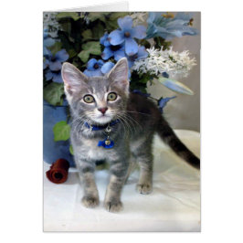 American Shorthair Kitten Jeder Anlass Cards