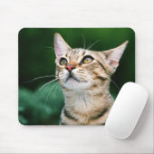 American Shorthair Mousepad (Mit Mouse)