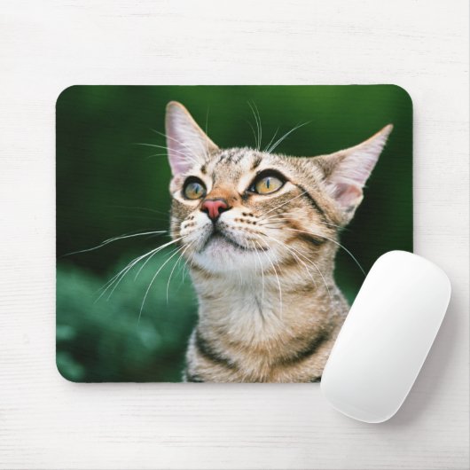 American Shorthair Mousepad (Mit Mouse)